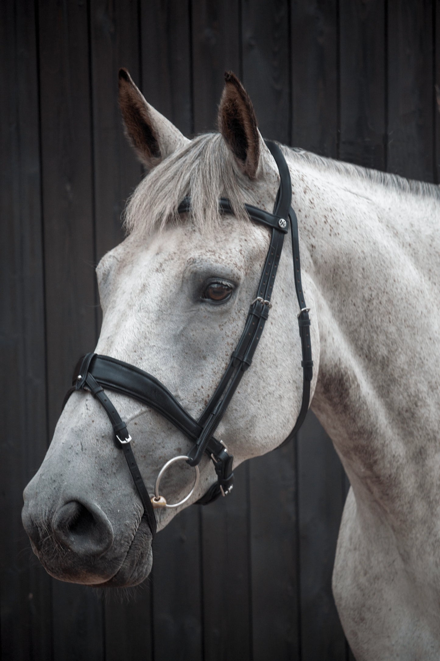 Henry James Dressage Bridle